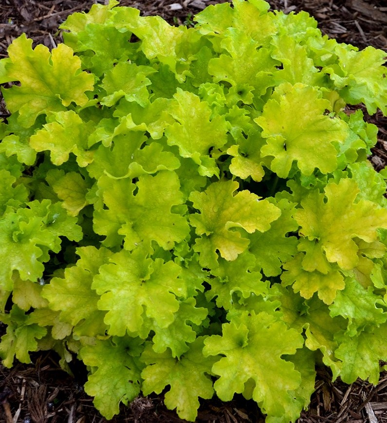 Heuchera Apple Twist